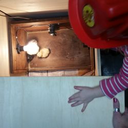 Corkran Preschool and Kindergarten - In the spring we hatch baby chicks.