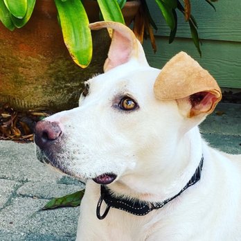 Paw Commons Pet Resort - Encinitas - Pet Sitting Near Me - Encinitas, California Paw Commons Pet Resort - Encinitas - Pet Sitting Near Me - Encinitas, California