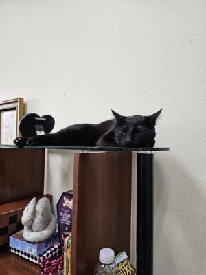 Rescued Treasures Cat Cafe by PALnv by null