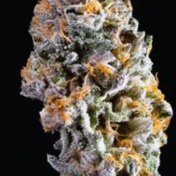 Green Frog Delivery - Connected Gushers - Cannabis Dispensaries Near Me Green Frog Delivery - Connected Gushers - Cannabis Dispensaries Near Me