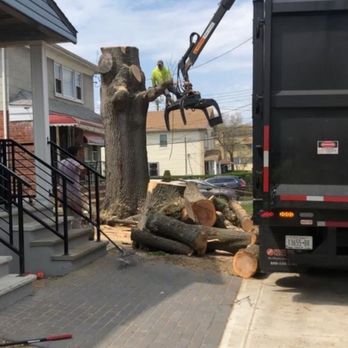 Timber Wood Tree Service - Tree Removal in Queens, NY. - Tree Services Near Me - Massapequa, New York Timber Wood Tree Service - Tree Removal in Queens, NY. - Tree Services Near Me - Massapequa, New York