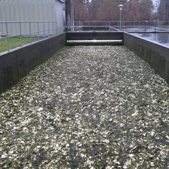 Mad River Fish Hatchery - Shells and Algae - Local Flavor Near Me - Arcata, California Mad River Fish Hatchery - Shells and Algae - Local Flavor Near Me - Arcata, California