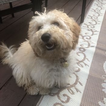 Kanine Spa & DayCare - Pet Groomers Near Me - West Bloomfield, Michigan Kanine Spa & DayCare - Pet Groomers Near Me - West Bloomfield, Michigan