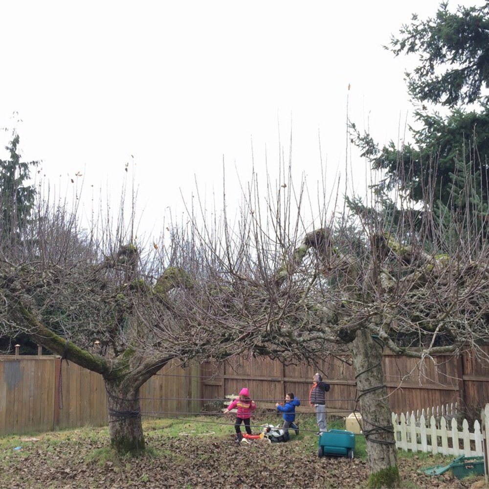 Veranda Montessori School - Playground has Apple trees and berry bushes. - Montessori Schools Near Me - Seattle, Washington Veranda Montessori School - Playground has Apple trees and berry bushes. - Montessori Schools Near Me - Seattle, Washington