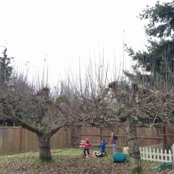 Veranda Montessori School - Playground has Apple trees and berry bushes. - Montessori Schools Near Me - Seattle, Washington Veranda Montessori School - Playground has Apple trees and berry bushes. - Montessori Schools Near Me - Seattle, Washington