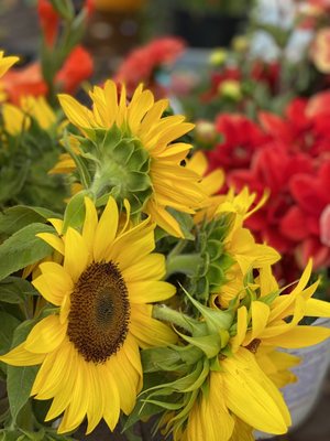 Dane County Farmers' Market by null
