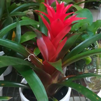 Dahing Plants - Florists Near Me - New York, New York Dahing Plants - Florists Near Me - New York, New York