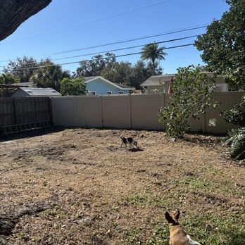 O'Neils Tree Service - No more Areca palms. (And, my dogs) - Tree Services Near Me - Palm Harbor, Florida O'Neils Tree Service - No more Areca palms. (And, my dogs) - Tree Services Near Me - Palm Harbor, Florida