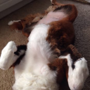 Grapevine Diggidy Dog - Pet Groomers Near Me - Grapevine, Texas