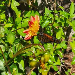 Abundance of butterflies in my garden. Abundance of butterflies in my garden.