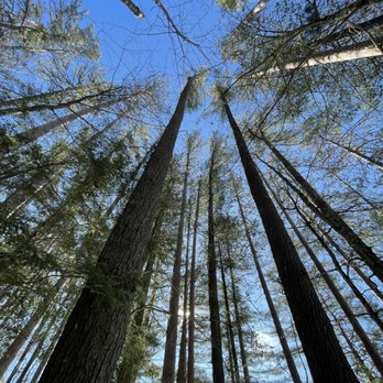 Forever Wild Arborist - Tree Services Near Me Forever Wild Arborist - Tree Services Near Me