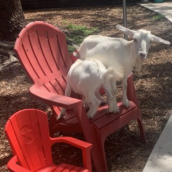DK Farms & Gardens - Beach vibes lol - Petting Zoos Near Me - Largo, Florida DK Farms & Gardens - Beach vibes lol - Petting Zoos Near Me - Largo, Florida