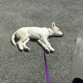 Crave - Damn it. I'll lay in this hot driveway until Mom shares that croissant. How come I never get any of those delicious treats. - Bakeries Near Me - Beverly, Massachusetts Crave - Damn it. I'll lay in this hot driveway until Mom shares that croissant. How come I never get any of those delicious treats. - Bakeries Near Me - Beverly, Massachusetts