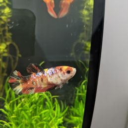 Here is the female koi betta I picked out :)