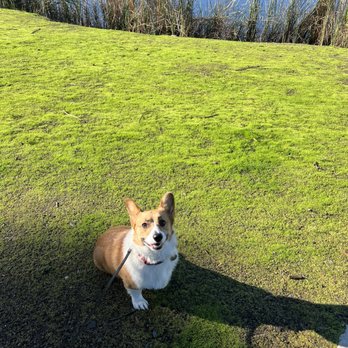 Paiges K9 Dynamics - Pet Training Near Me Paiges K9 Dynamics - Pet Training Near Me