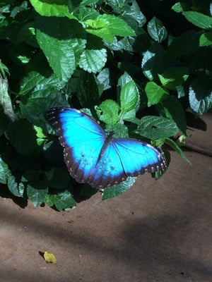 Butterfly Wonderland by null