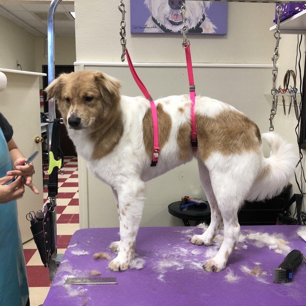Happy Dogs Grooming - Hendricks loves KK - Pet Groomers Near Me - Bellaire, Texas Happy Dogs Grooming - Hendricks loves KK - Pet Groomers Near Me - Bellaire, Texas