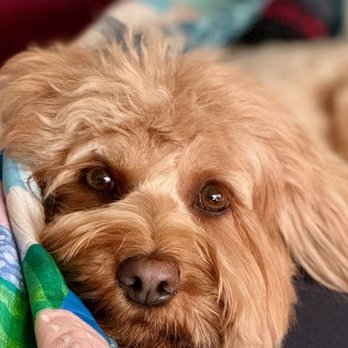 OEG Pet Salon - Pretzel - Pet Groomers Near Me - Oakland, California OEG Pet Salon - Pretzel - Pet Groomers Near Me - Oakland, California