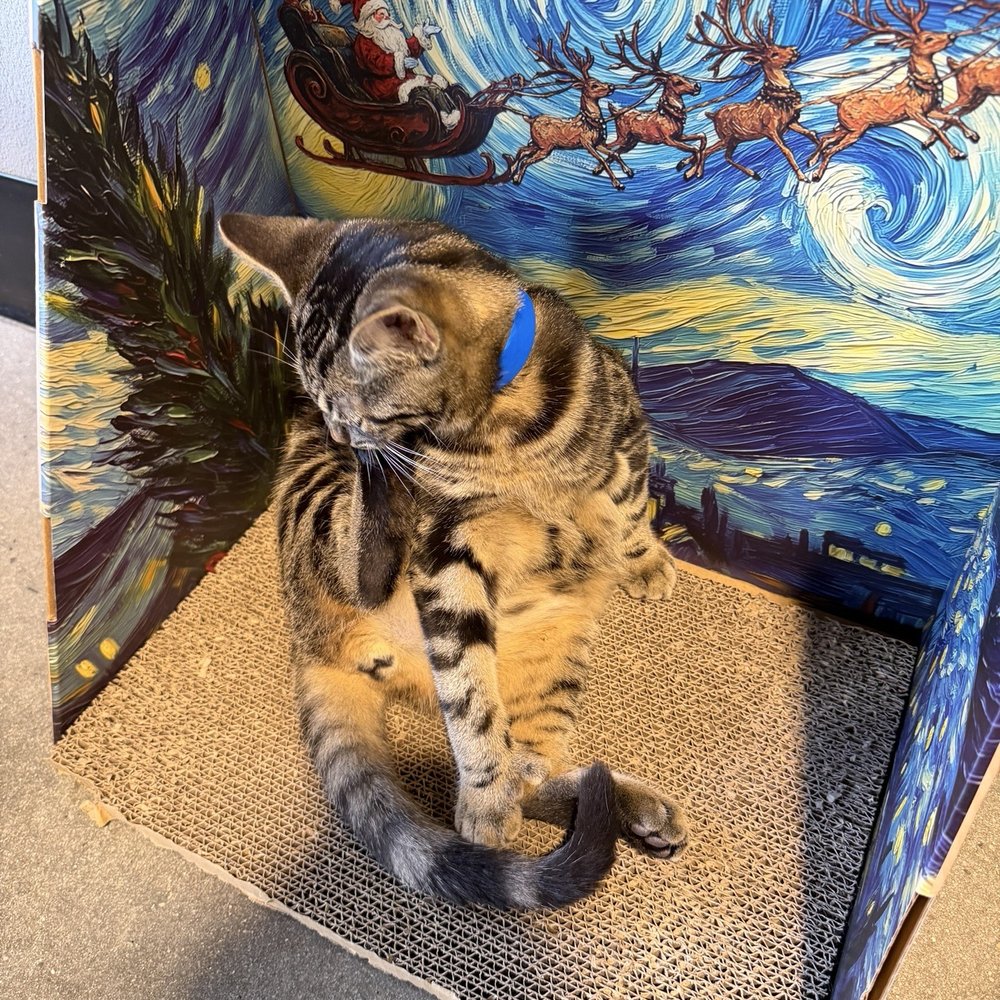 Orlando Cat Cafe - Animal Shelters Near Me - Clermont, Florida Orlando Cat Cafe - Animal Shelters Near Me - Clermont, Florida
