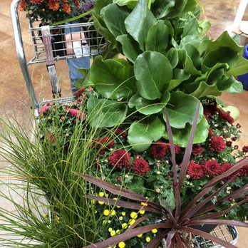 Windmill Gardens - Our plant haul for fall porch decorations. - Nurseries & Gardening Near Me - Sumner, Washington Windmill Gardens - Our plant haul for fall porch decorations. - Nurseries & Gardening Near Me - Sumner, Washington