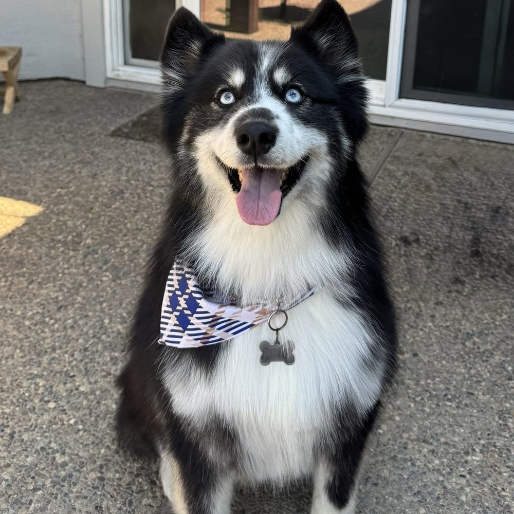 After halo groomer did their magic. After halo groomer did their magic.