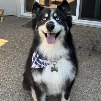 Halo Pet Grooming - After halo groomer did their magic. - Pet Groomers Near Me - Discovery Bay, California Halo Pet Grooming - After halo groomer did their magic. - Pet Groomers Near Me - Discovery Bay, California