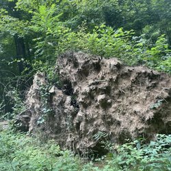 Sargeant Mark A. Rademacher Memorial Park/Hunters Creek Park - Toppled trees
