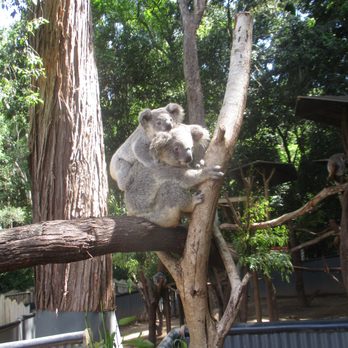 Wildlife HQ - Koala's - Zoos Near Me - Woombye, QLD