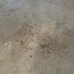 Aftermath of pest service where no work was actually performed...