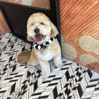 Uptown Paw - Pet Groomers Near Me - Huntington Beach, California Uptown Paw - Pet Groomers Near Me - Huntington Beach, California