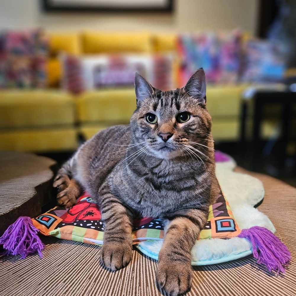 Delco Cat Sitting Image