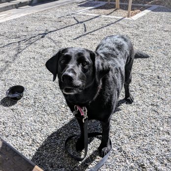 Stanley Beer Hall - Doggo loved the pretzel bites and tots! - Beer Gardens Near Me - Aurora, Colorado Stanley Beer Hall - Doggo loved the pretzel bites and tots! - Beer Gardens Near Me - Aurora, Colorado