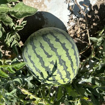 Sweet Eats Adventure Farm - Love the markings - Attraction Farms Near Me - Georgetown, Texas