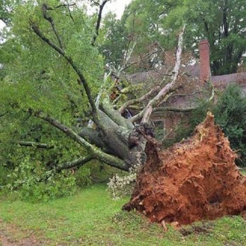 Rocky's Tree Service - Tree Services Near Me - Gastonia, North Carolina Rocky's Tree Service - Tree Services Near Me - Gastonia, North Carolina