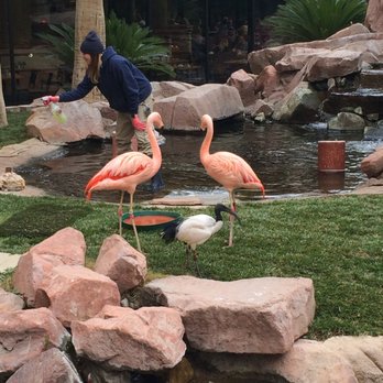 Flamingo Las Vegas - wildlife patio - Hotels Near Me - Las Vegas, Nevada