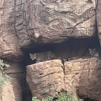 Arizona-Sonora Desert Museum - Museums Near Me - Tucson, Arizona