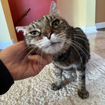KittyBuddy - Pet Sitting Near Me - Tacoma, Washington KittyBuddy - Pet Sitting Near Me - Tacoma, Washington