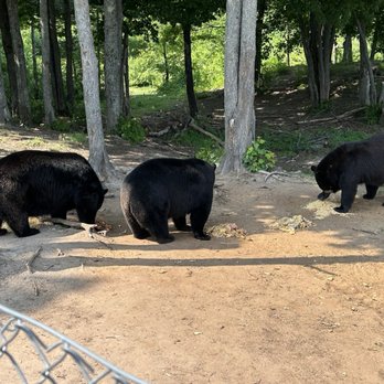 Oswald's Bear Ranch - Zoos Near Me - Newberry, Michigan
