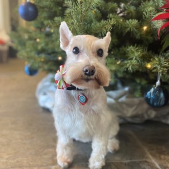 Fancy Spaw - Grace - Pet Groomers Near Me Fancy Spaw - Grace - Pet Groomers Near Me