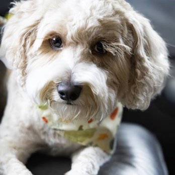Pet Barber - Right after her appointment- had to do a mini photoshoot - Pet Groomers Near Me - Temecula, California