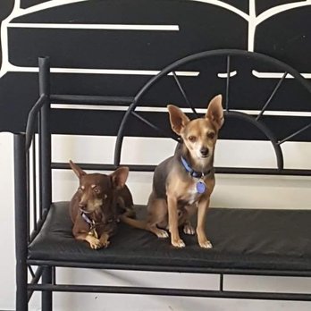 Every Doggie Has Its Daycare - Pet Boarding Near Me - Peoria, Arizona