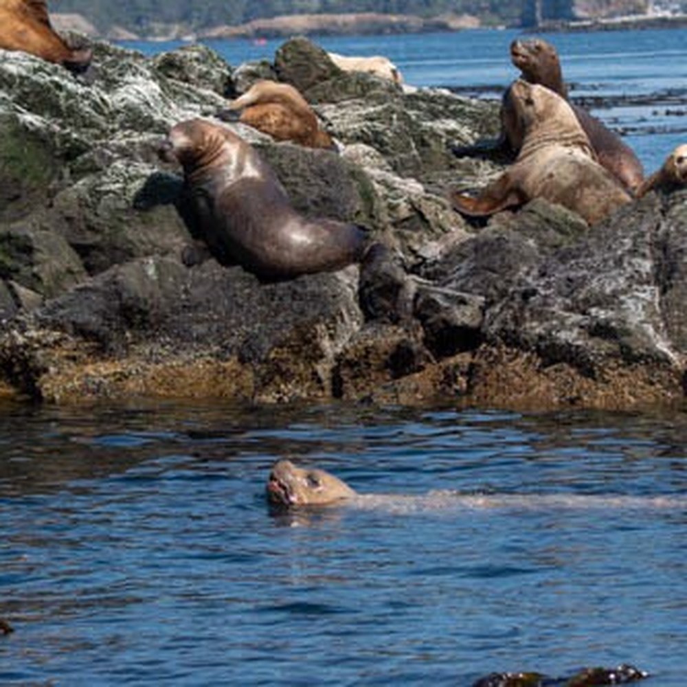 Maya's Legacy Whale Watching - Whale Watching Tours Near Me - Friday Harbor, Washington Maya's Legacy Whale Watching - Whale Watching Tours Near Me - Friday Harbor, Washington