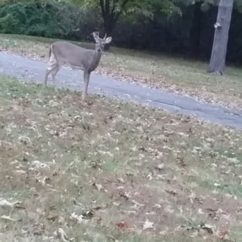 Ruby Lodge At Spring Lake Woods - My early morning visitor. - Hotels Near Me - Madisonville, Kentucky