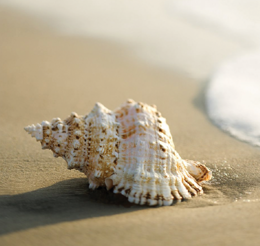 Chatham Beach Salon Logo