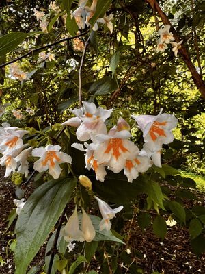 Washington Park Arboretum by null
