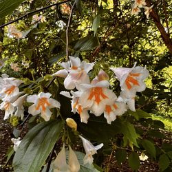 Washington Park Arboretum - Flower