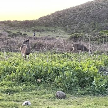 Step Into Your Journey Guiding Services - Elk at Wildcat Camp - Hiking Near Me