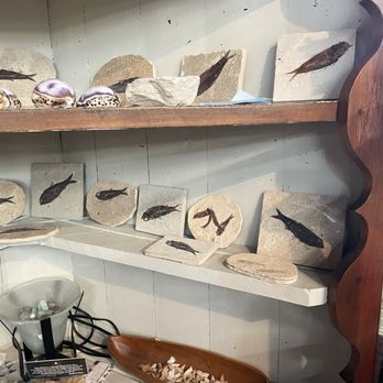 Zimmermans - Fossils - Used, Vintage & Consignment Near Me - Bedford, Virginia Zimmermans - Fossils - Used, Vintage & Consignment Near Me - Bedford, Virginia