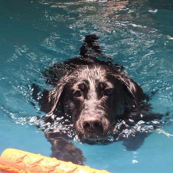 Wag-n-Splash - Pet Training Near Me - North Charleston, South Carolina Wag-n-Splash - Pet Training Near Me - North Charleston, South Carolina