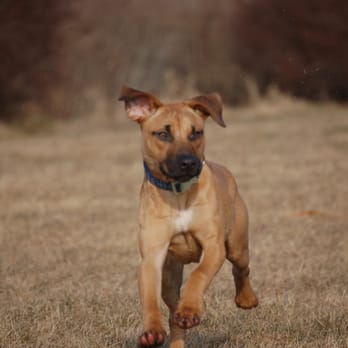 Wag Wagon Pet Services - Abby loves to run at Fort Foster during her Wag Wagon Adventure Walks! - Pet Groomers Near Me
